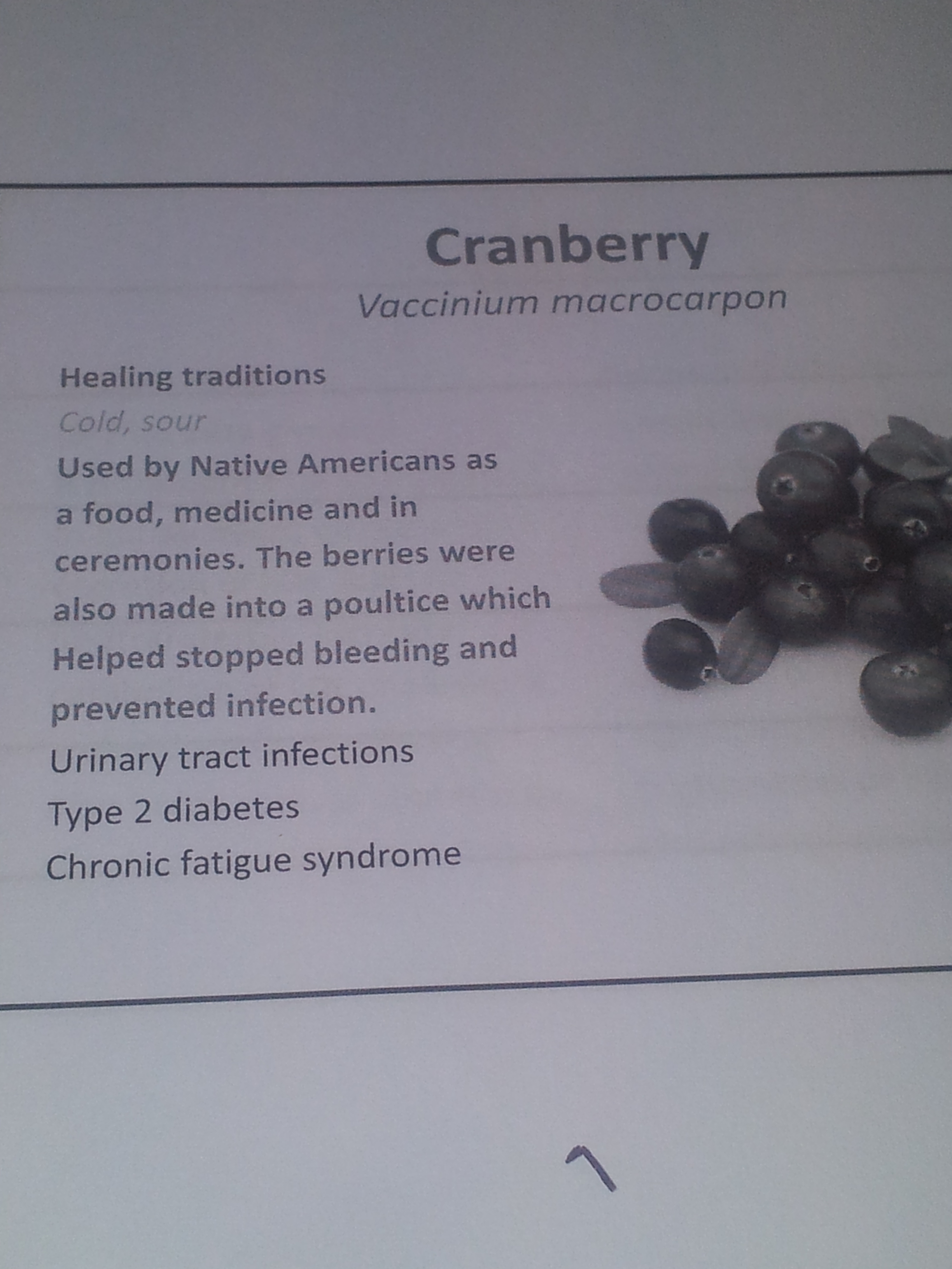 Cranberry Facts