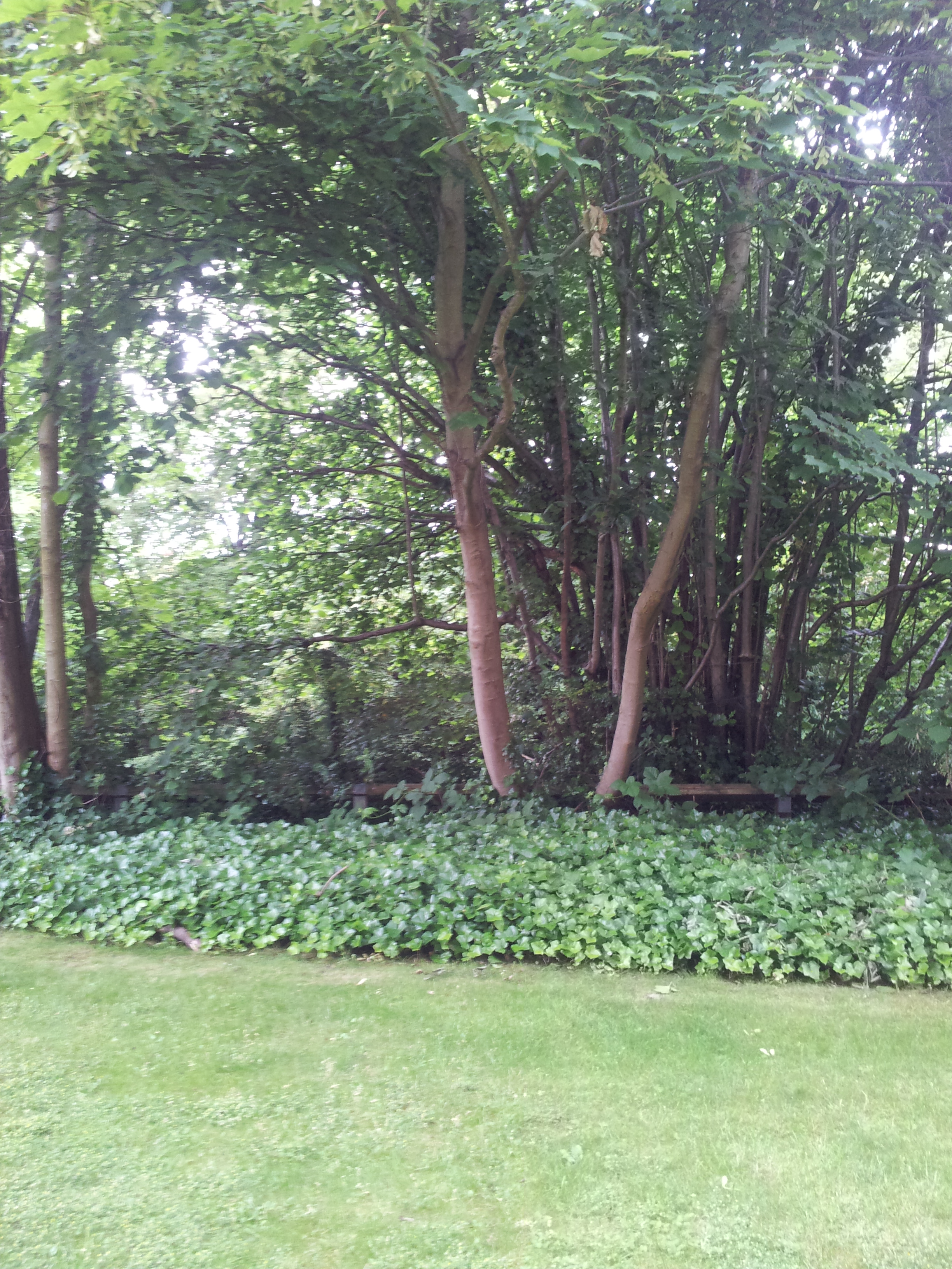 She looks at the vast Greenery and Says the Words that will Forever Stay with me.  