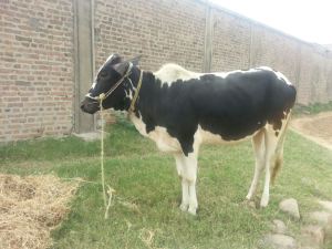 My FAther's Animals