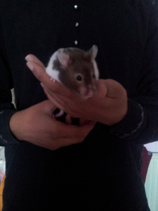 Hammy - Pet Sitting