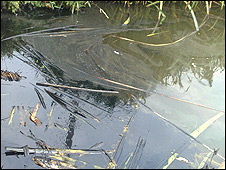 polluted-pond